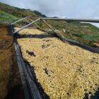 Drying Coffee