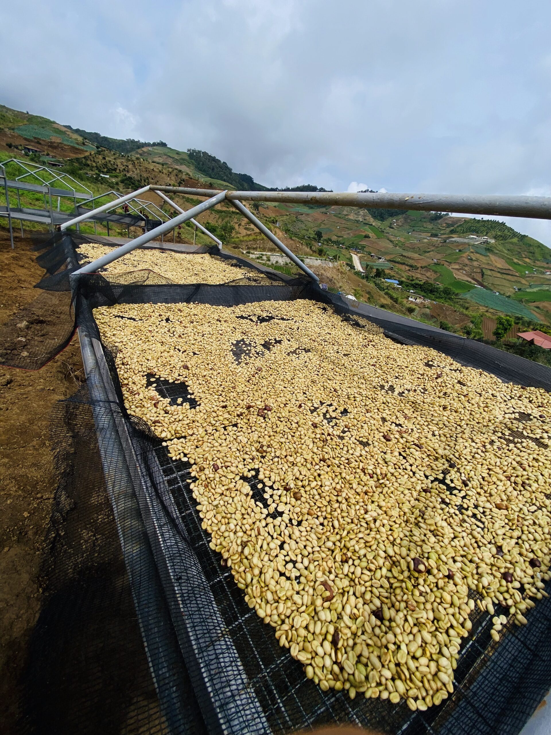 Drying Coffee