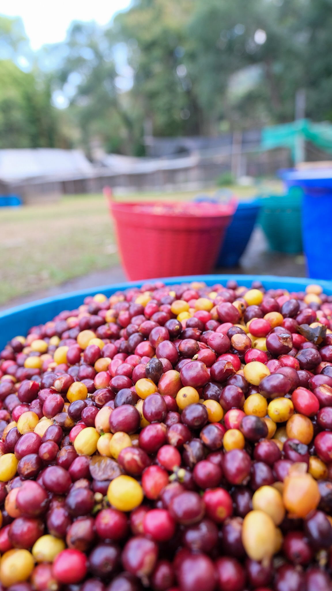 Thailand coffee processing | Three Dots Coffee