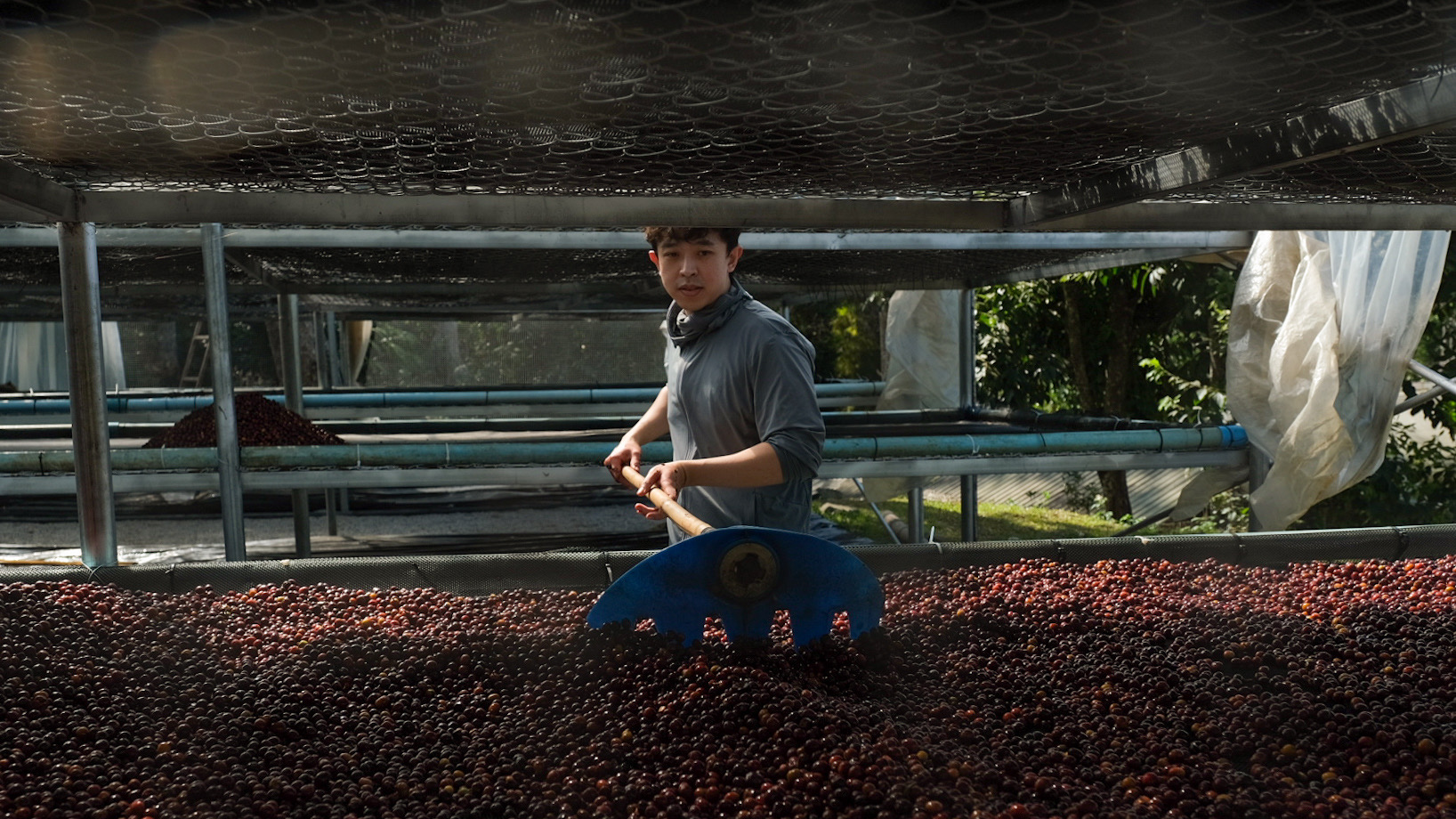 Coffee Processing Thailand (Three Dots)