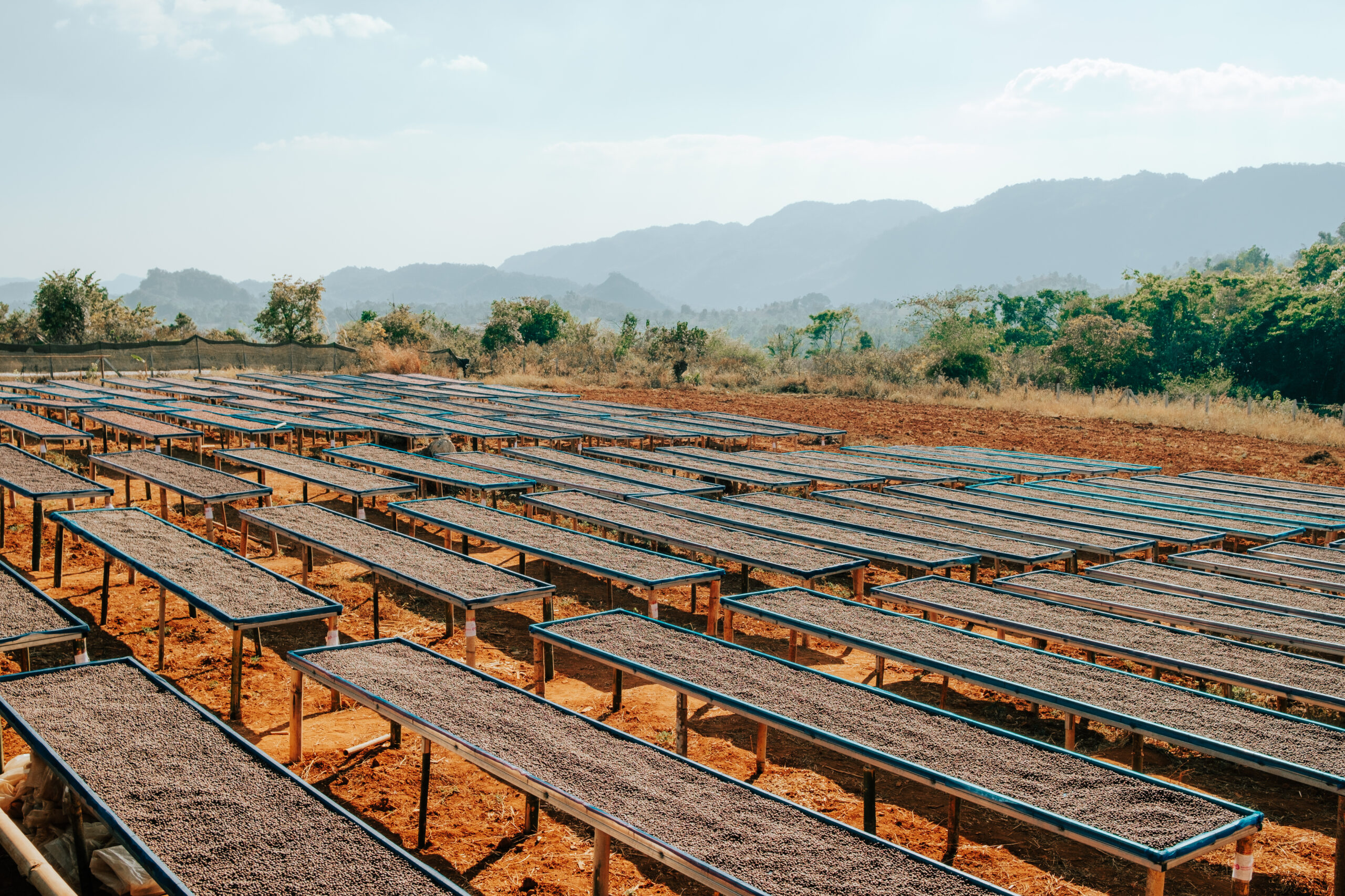 Coffee Drying (Biome Coffee)