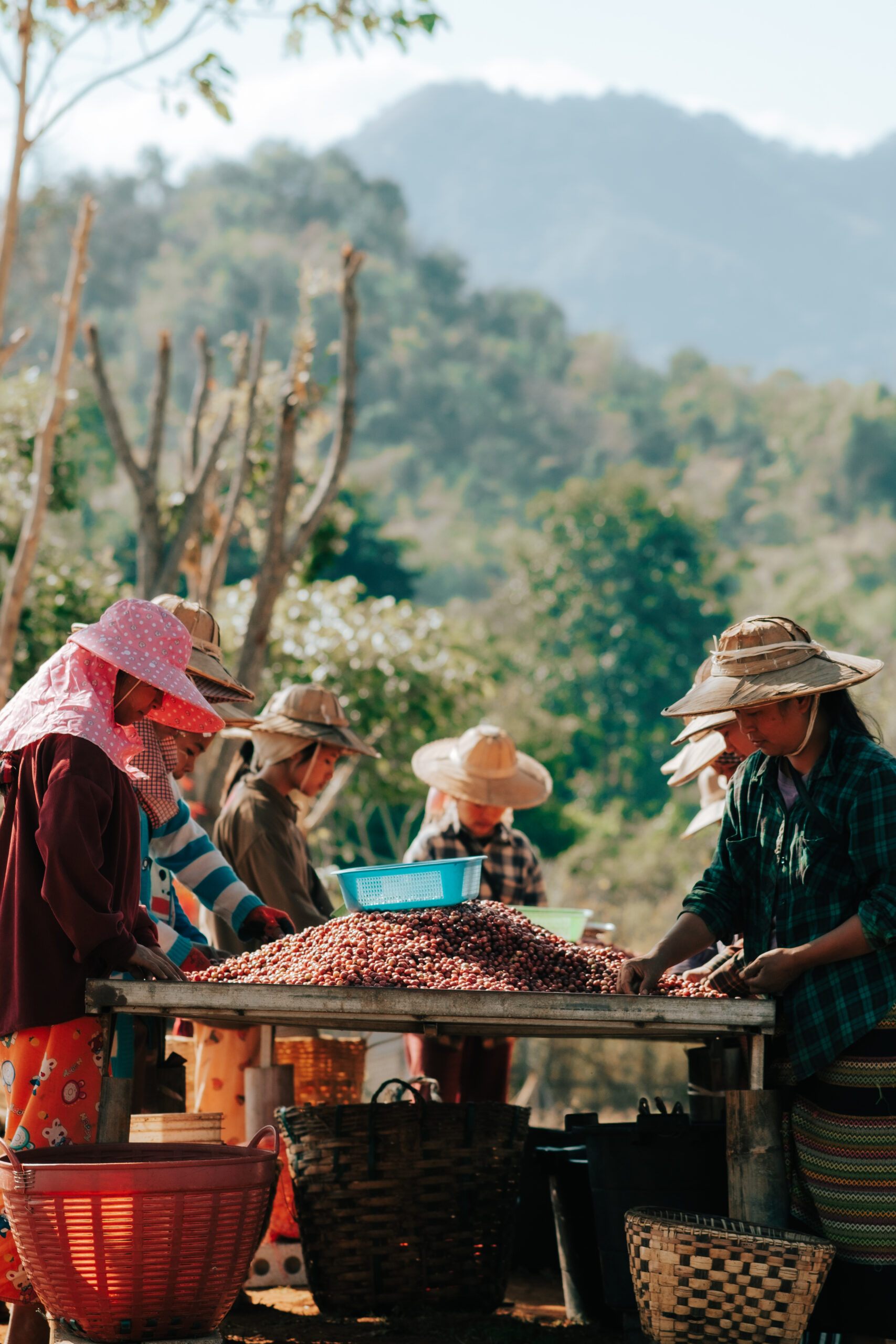 Myanmar Coffee Processing at Biome Coffee